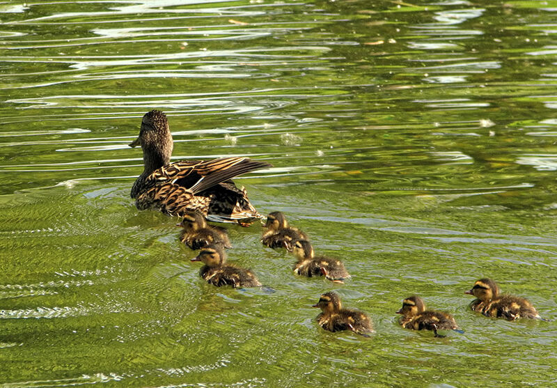 Canard colvert