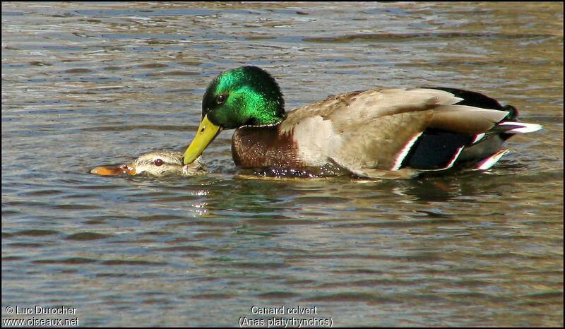 Canard colvert