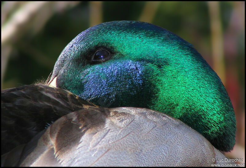 Canard colvert