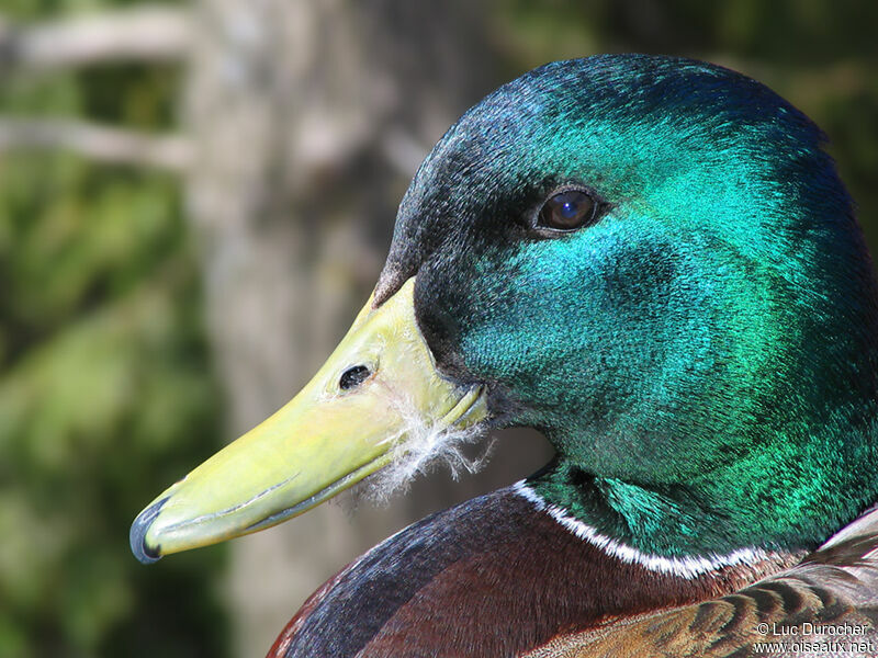 Canard colvert