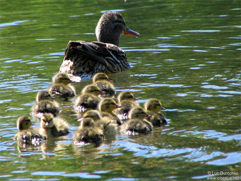 Mallard