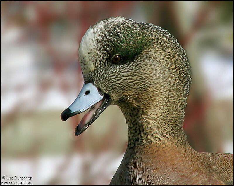 Canard siffleur