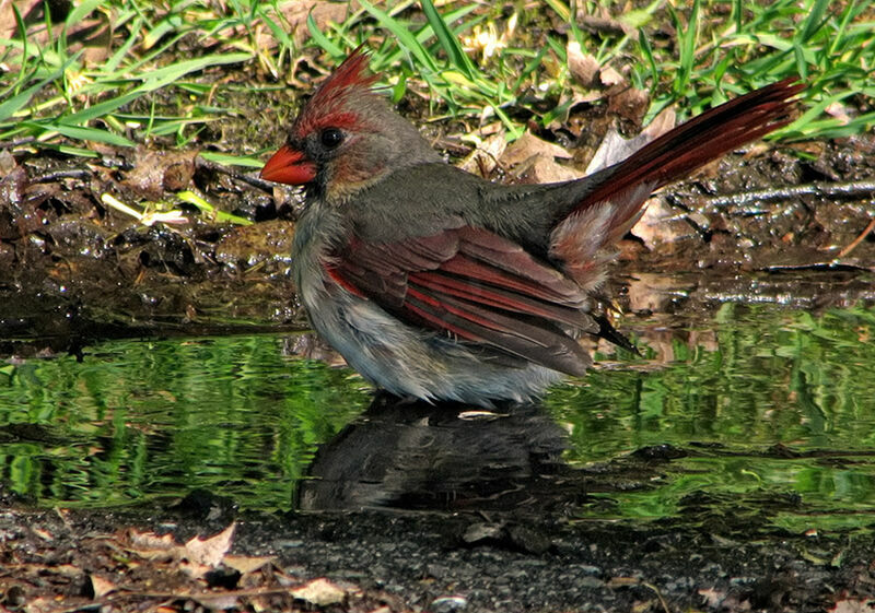 Cardinal rouge