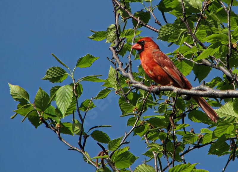 Cardinal rouge