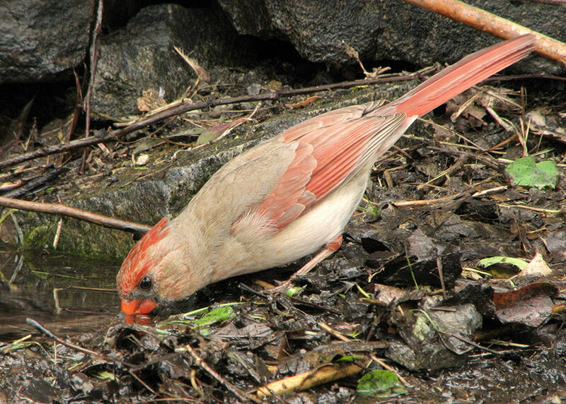 Cardinal rouge