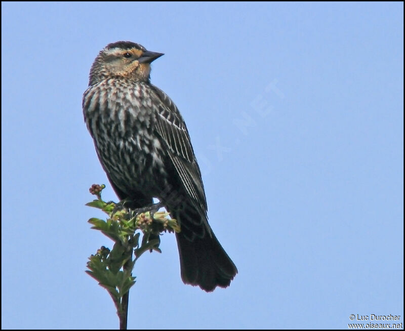 Red-winged Blackbird