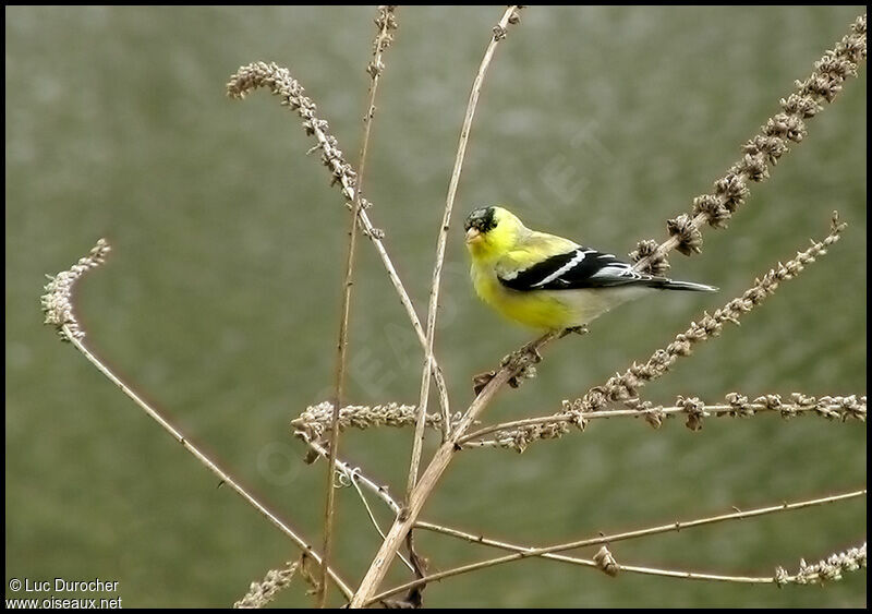 American Goldfinch