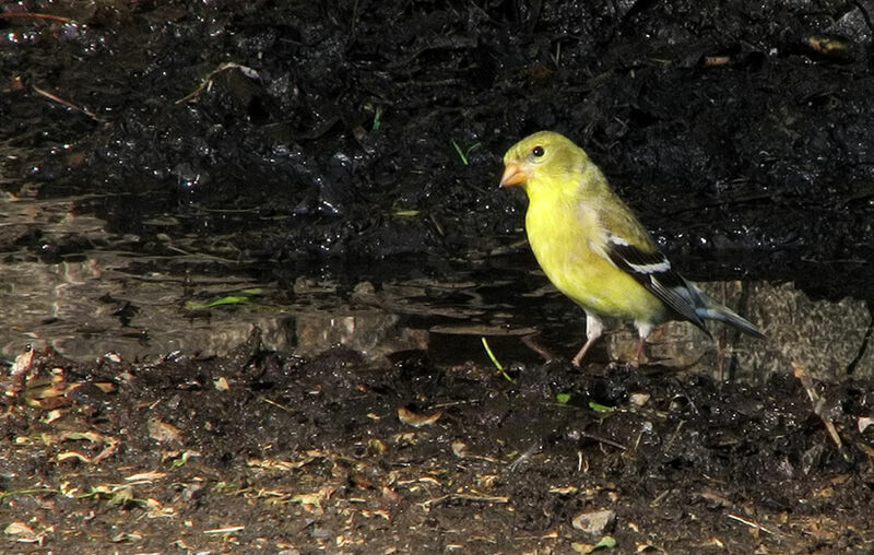 American Goldfinch