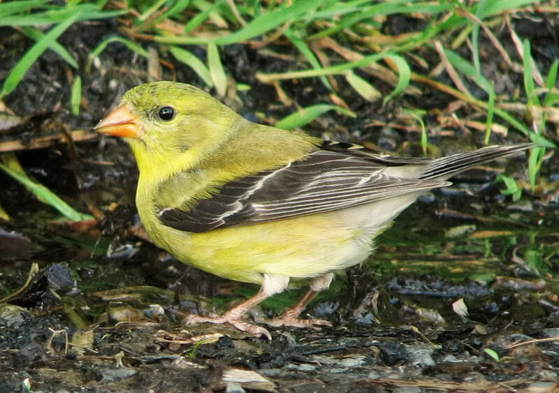 American Goldfinch