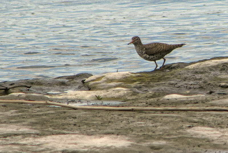 Spotted Sandpiper