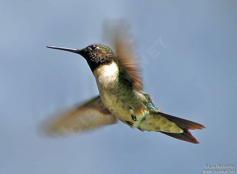 Colibri à gorge rubis