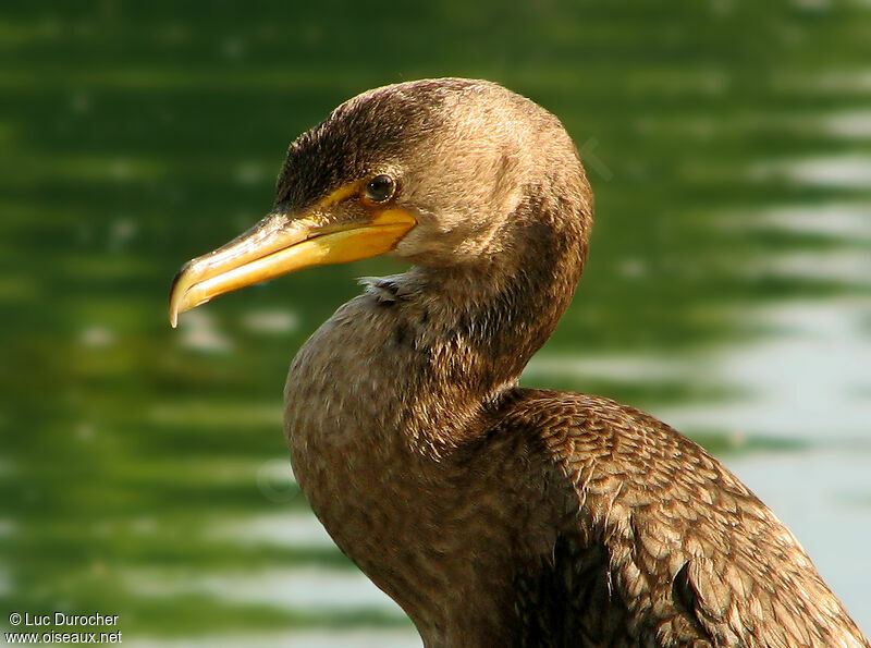 Cormoran à aigrettes