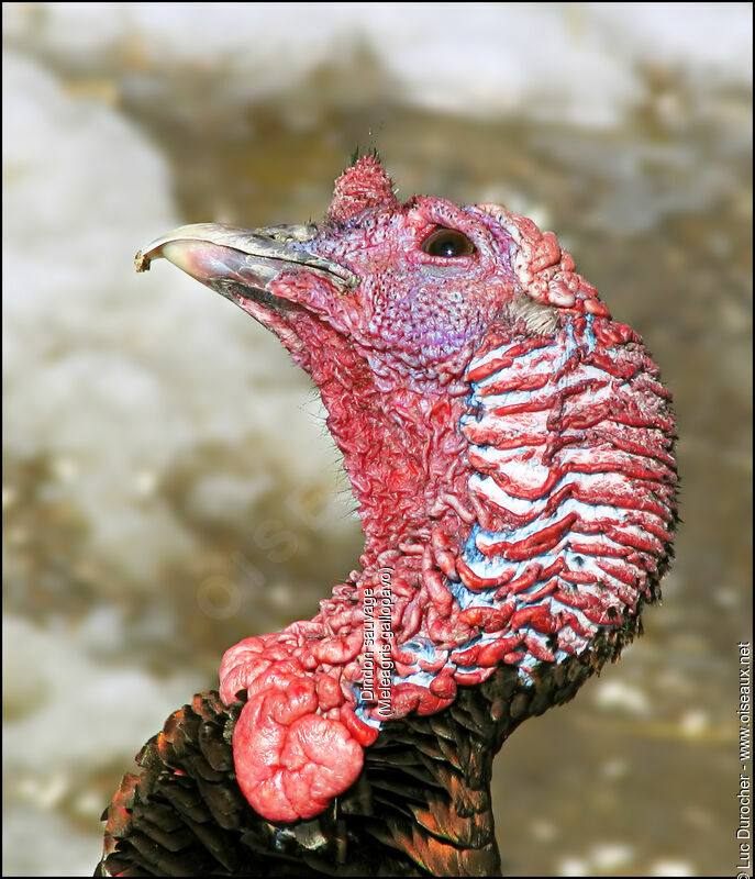 Wild Turkey