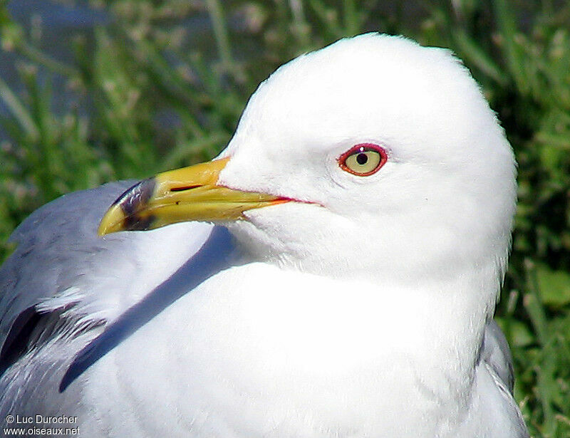 Ring-billed Gull