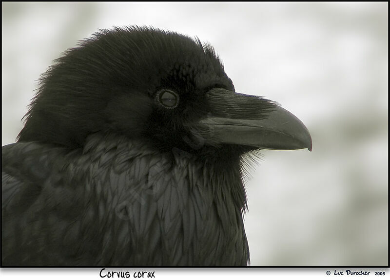 Grand Corbeau