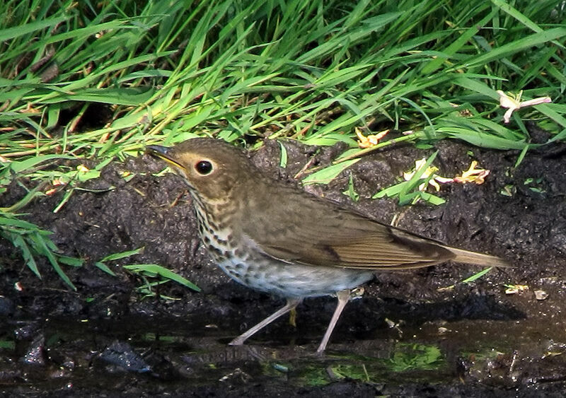 Swainson's Thrush