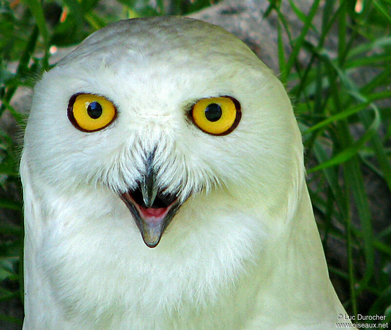 Harfang des neiges