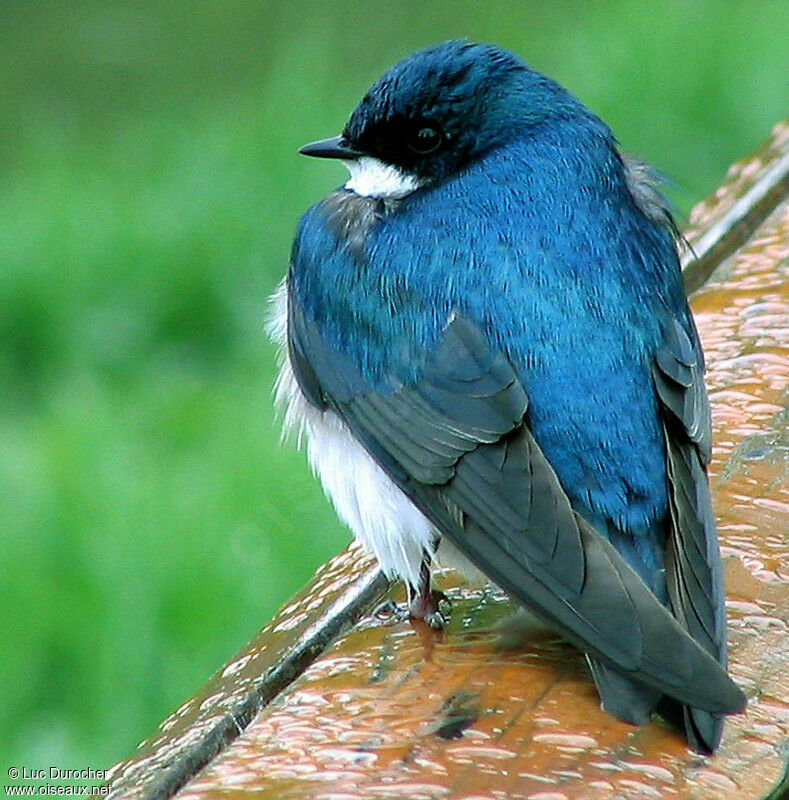 Hirondelle bicolore