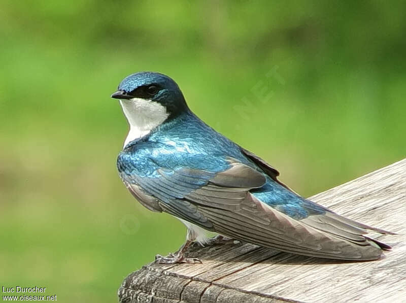 Hirondelle bicoloreadulte, identification