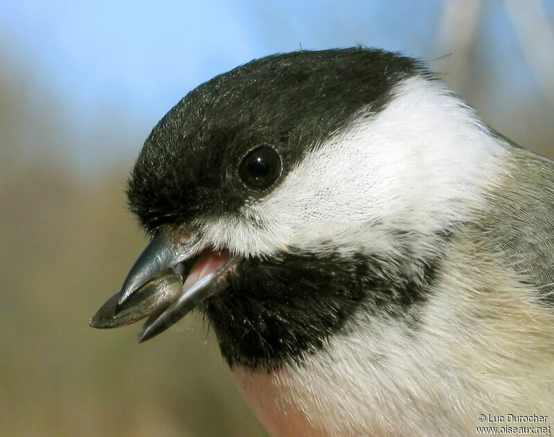 Mésange à tête noire