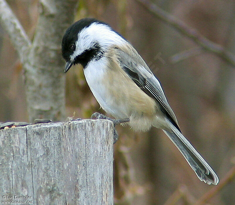 Mésange à tête noire