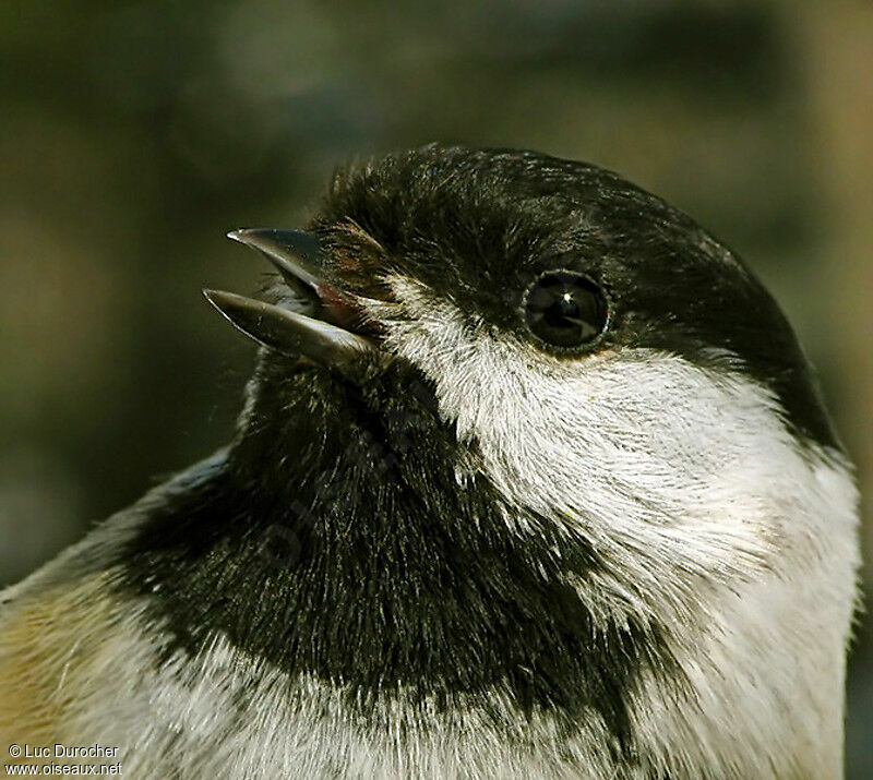 Mésange à tête noire