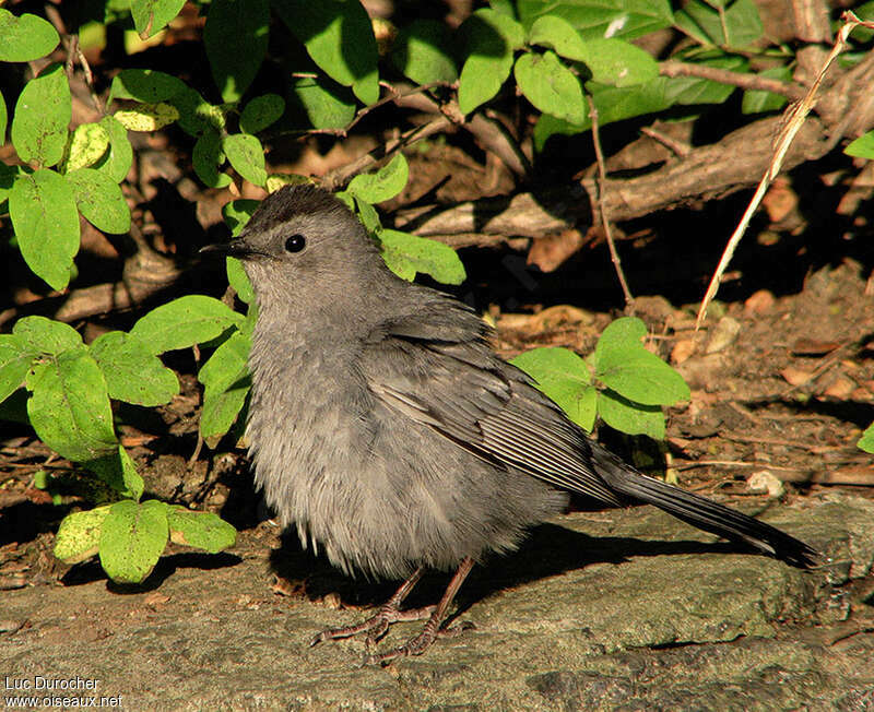 Moqueur chatjuvénile, identification