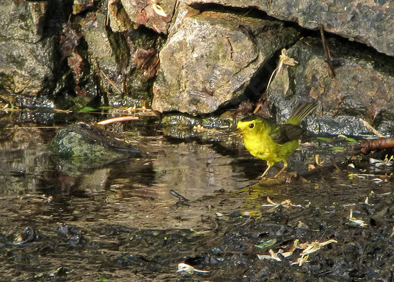 Paruline à calotte noire