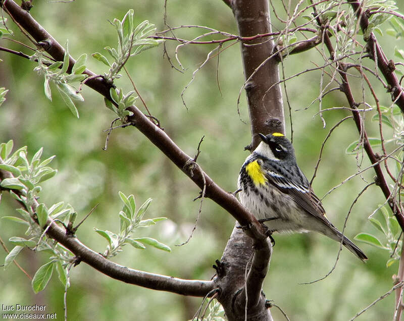 Paruline à croupion jaune mâle adulte, identification