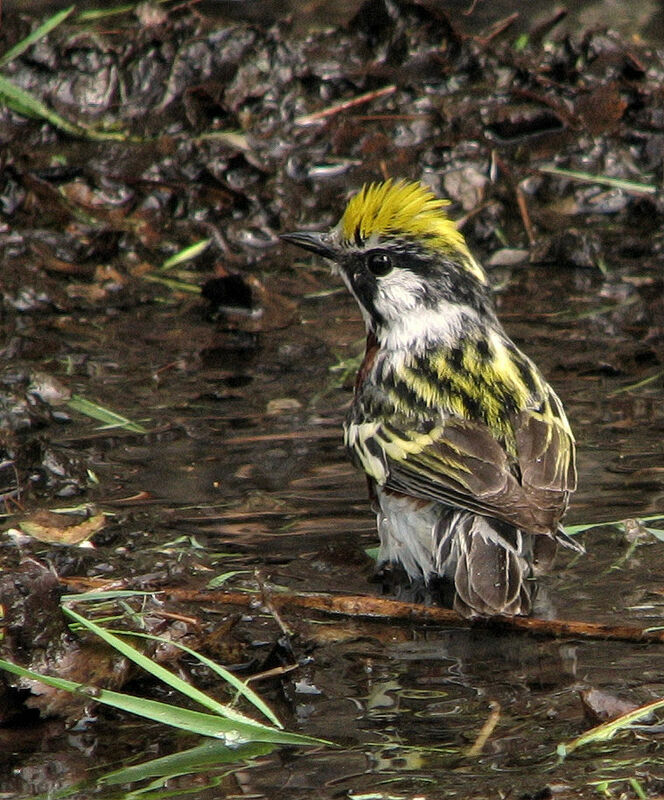 Paruline à flancs marron