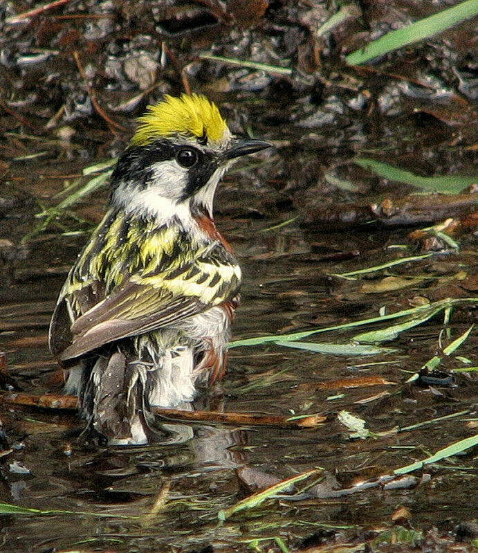 Paruline à flancs marron