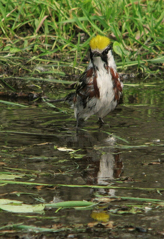 Paruline à flancs marron