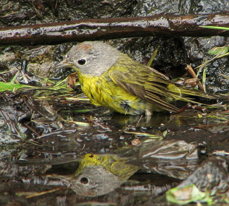 Nashville Warbler