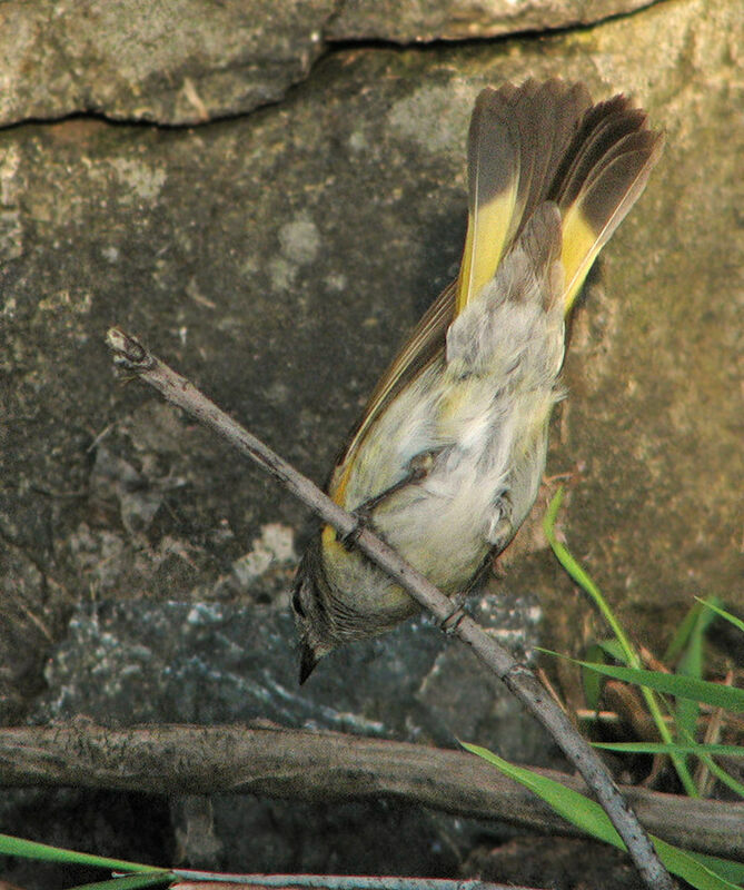 Paruline flamboyante