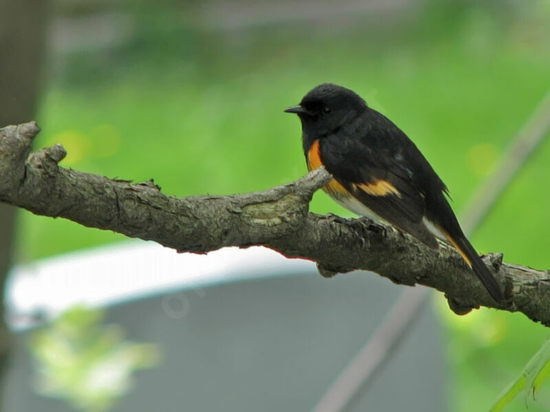 American Redstart