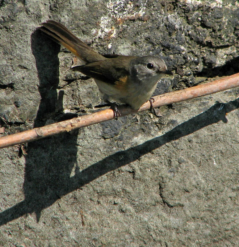 American Redstart