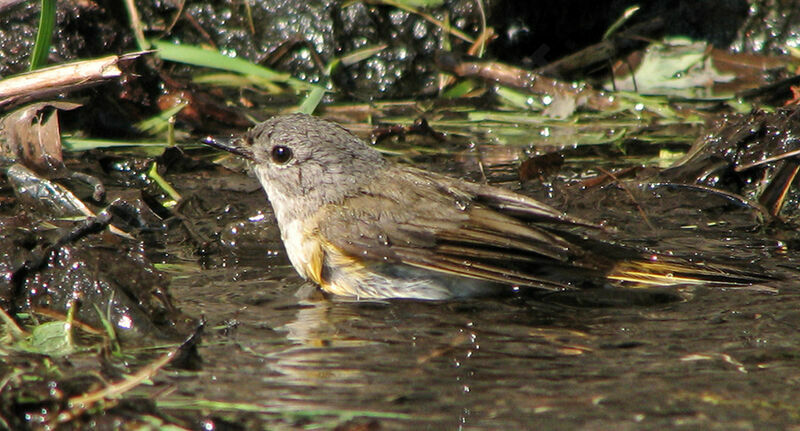 American Redstart