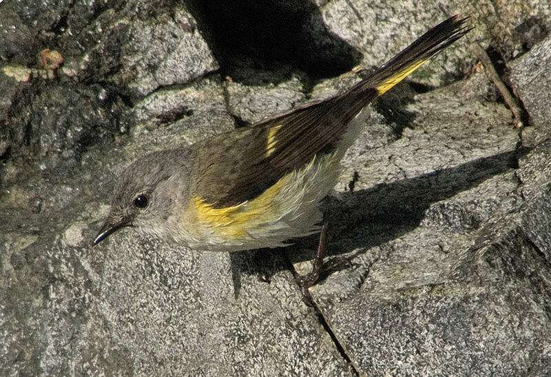 Paruline flamboyante