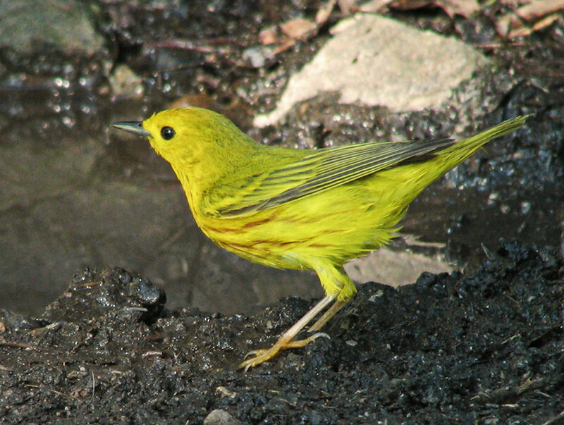 Paruline jaune