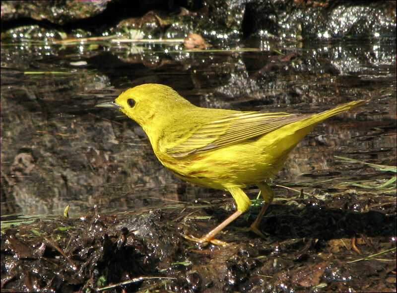 Paruline jaune