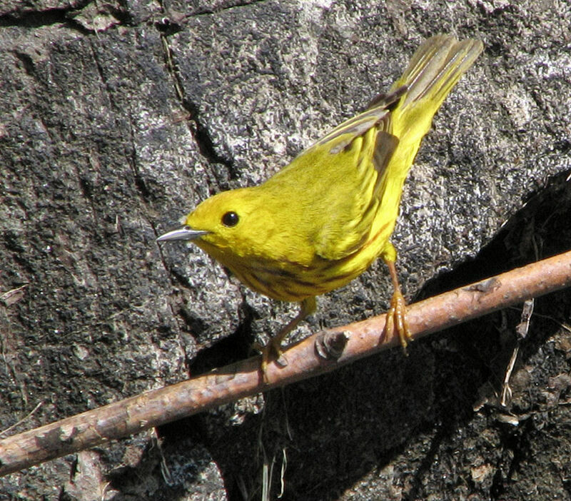 Paruline jaune