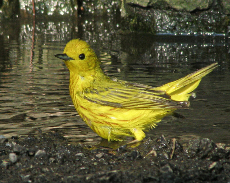 Paruline jaune