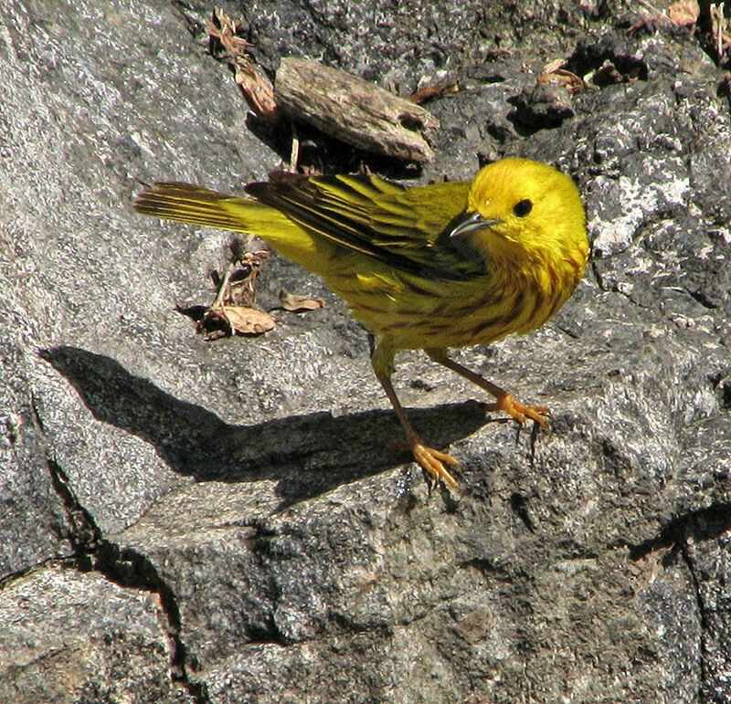 Paruline jaune