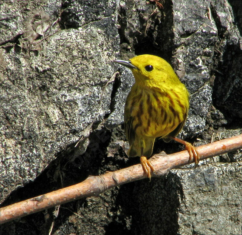 Paruline jaune