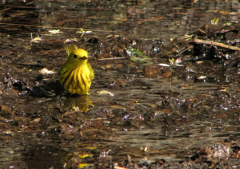 Paruline jaune