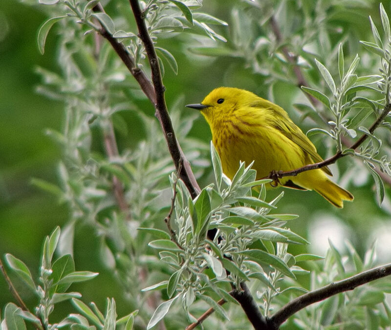 Paruline jaune