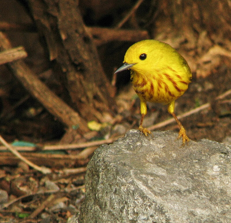 Paruline jaune