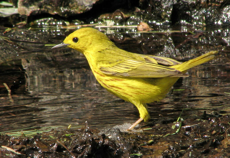 Paruline jaune