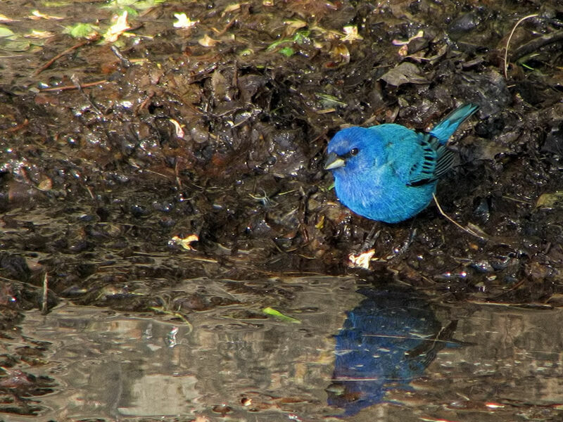 Indigo Bunting