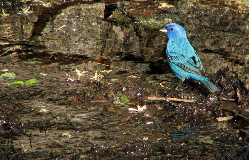 Indigo Bunting